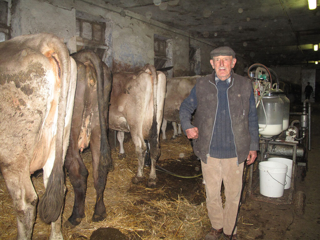 Cattaneo palmino2